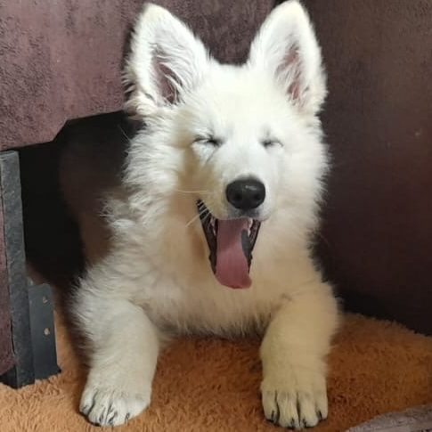 Osetopathie Hund Tierheilpraktikerin Köln Ostheopathie Nicole Liebrich Köln