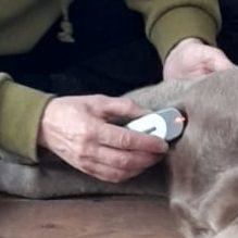 Lasertherapie Hund & Pferd Nicole Liebrich Lasertherapie Tiere Nicole Liebrich Köln