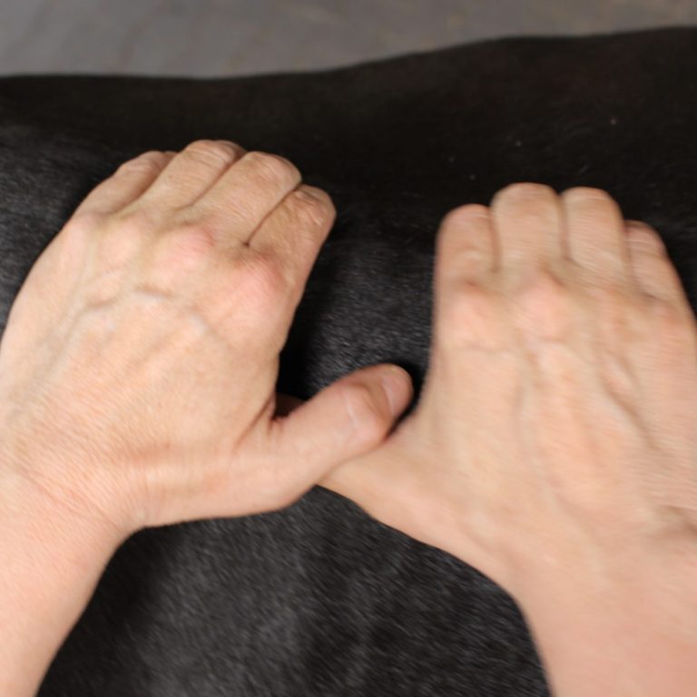 Dorntherapie Hund & Pferd Nicole Liebrich Köln Dorntherapie bei Tieren Nicole Liebrich