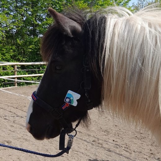 Frequenzanalyse Hund & Pferd Nicole Liebrich Köln Bioresonanzanalyse Nicole Liebrich Köln